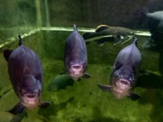 Помощник повара засудил сеть гипермаркетов в Курске. Он поскользнулся, проходя мимо аквариума с живо