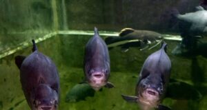 Помощник повара засудил сеть гипермаркетов в Курске. Он поскользнулся, проходя мимо аквариума с живо