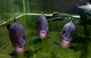 Помощник повара засудил сеть гипермаркетов в Курске. Он поскользнулся, проходя мимо аквариума с живо