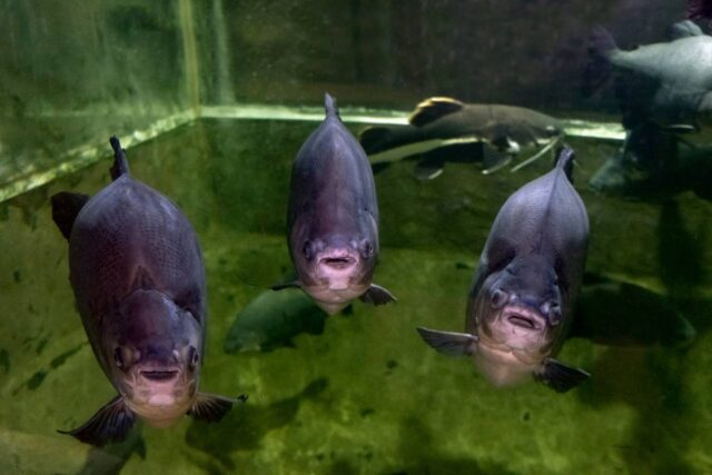 Помощник повара засудил сеть гипермаркетов в Курске. Он поскользнулся, проходя мимо аквариума с живо