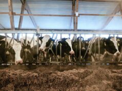 Коровы - РИА Новости, 1920, 24.03.2026