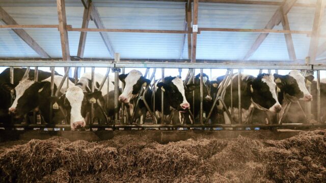 Коровы - РИА Новости, 1920, 24.03.2026