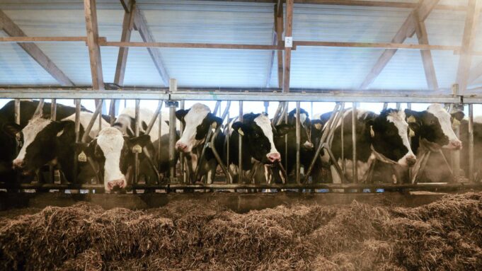 Коровы - РИА Новости, 1920, 24.03.2026