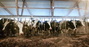 Животноводческий комплекс - РИА Новости, 1920, 19.03.2026