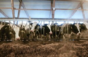 Животноводческий комплекс - РИА Новости, 1920, 19.03.2026