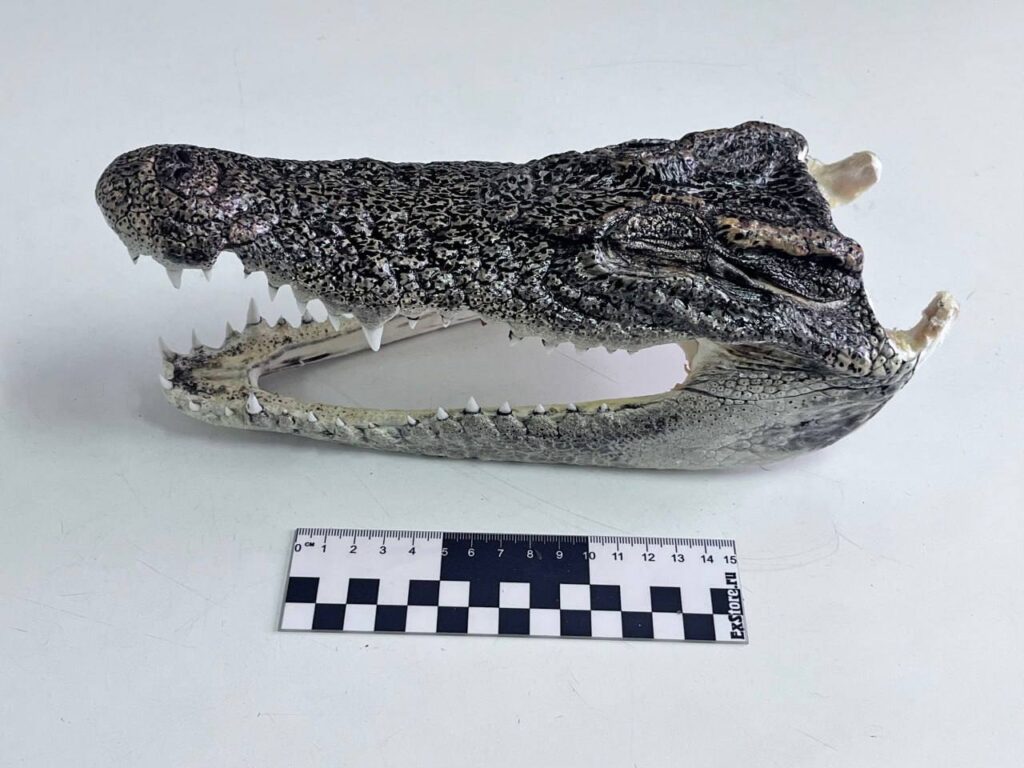 Россиянин пытался провезти головы крокодилов из Таиланда.