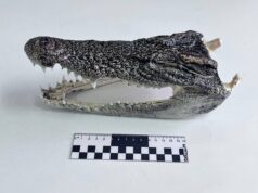 Россиянин пытался провезти головы крокодилов из Таиланда. Россиянин пытался провезти головы крокодилов из Таиланда.