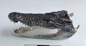 Россиянин пытался провезти головы крокодилов из Таиланда.