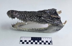 Россиянин пытался провезти головы крокодилов из Таиланда.