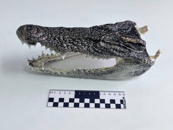 Россиянин пытался провезти головы крокодилов из Таиланда. Россиянин пытался провезти головы крокодилов из Таиланда.