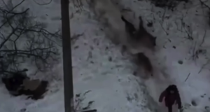 В Чайковском (Пермский край) стая бродячих собак напала на девочку, — прокуратура