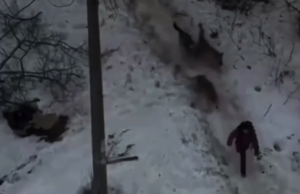 В Чайковском (Пермский край) стая бродячих собак напала на девочку, — прокуратура