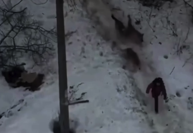 В Чайковском (Пермский край) стая бродячих собак напала на девочку, — прокуратура