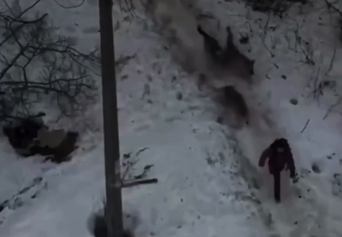 В Чайковском (Пермский край) стая бродячих собак напала на девочку, — прокуратура