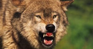 Серый волк - РИА Новости, 1920, 30.03.2026