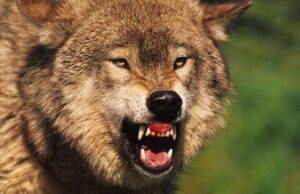 Серый волк - РИА Новости, 1920, 30.03.2026