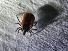 Первый случай укуса клеща в Подмосковье зарегистрировали в Сергиевом Посаде Клещ - РИА Новости, 1920, 23.03.2026