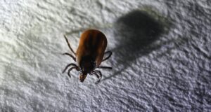 Клещ - РИА Новости, 1920, 23.03.2026