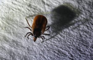 Первый случай укуса клеща в Подмосковье зарегистрировали в Сергиевом Посаде Клещ - РИА Новости, 1920, 23.03.2026