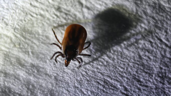 Клещ - РИА Новости, 1920, 23.03.2026