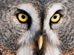 Неясыть - РИА Новости, 1920, 27.03.2026