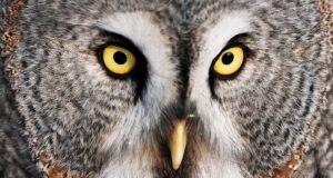 Неясыть - РИА Новости, 1920, 27.03.2026