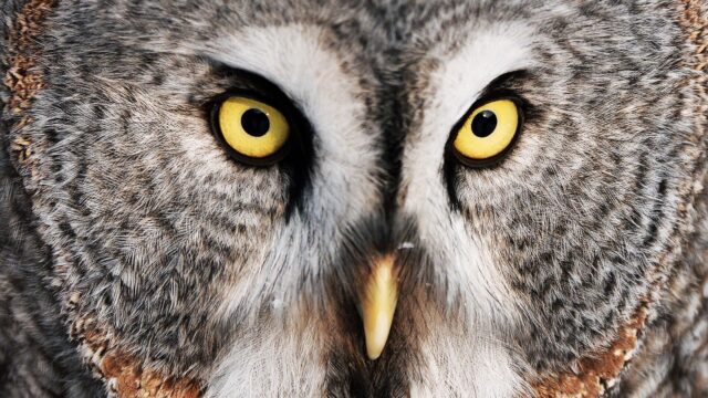 Неясыть - РИА Новости, 1920, 27.03.2026