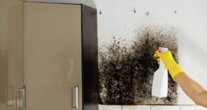 Избавление от плесени - РИА Новости, 1920, 23.03.2026