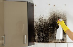 Избавление от плесени - РИА Новости, 1920, 23.03.2026