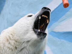 Белый медвежонок - РИА Новости, 1920, 23.03.2026