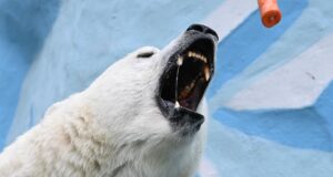 Белый медвежонок - РИА Новости, 1920, 23.03.2026