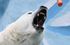 Белый медвежонок - РИА Новости, 1920, 23.03.2026