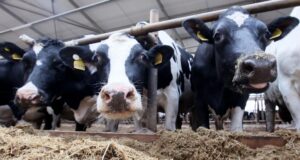 Коровы на животноводческой ферме - РИА Новости, 1920, 18.03.2026