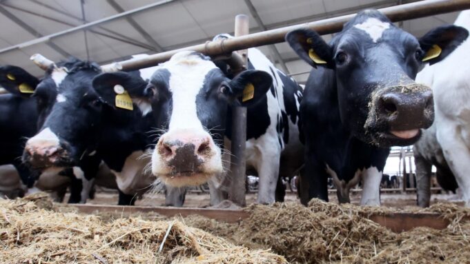 В Красноярском крае недалеко от трассы нашли туши коров Коровы на животноводческой ферме - РИА Новости, 1920, 18.03.2026