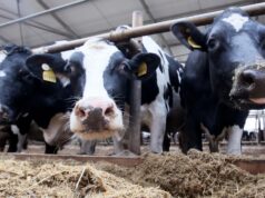 Коровы на животноводческой ферме - РИА Новости, 1920, 19.03.2026