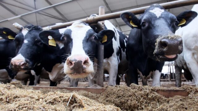 Коровы на животноводческой ферме - РИА Новости, 1920, 19.03.2026