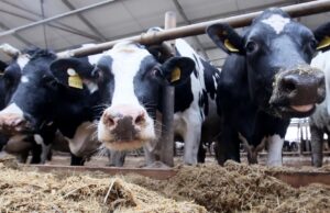 Коровы на животноводческой ферме - РИА Новости, 1920, 18.03.2026