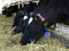 Коровы на ферме - РИА Новости, 1920, 23.03.2026