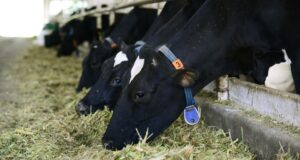 Коровы на ферме - РИА Новости, 1920, 23.03.2026