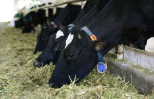 Коровы на ферме - РИА Новости, 1920, 23.03.2026