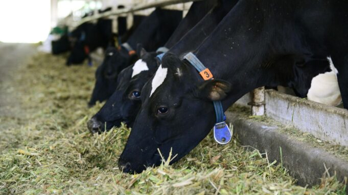 Коровы на ферме - РИА Новости, 1920, 23.03.2026