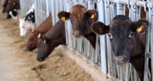 Коровы на ферме - РИА Новости, 1920, 20.03.2026