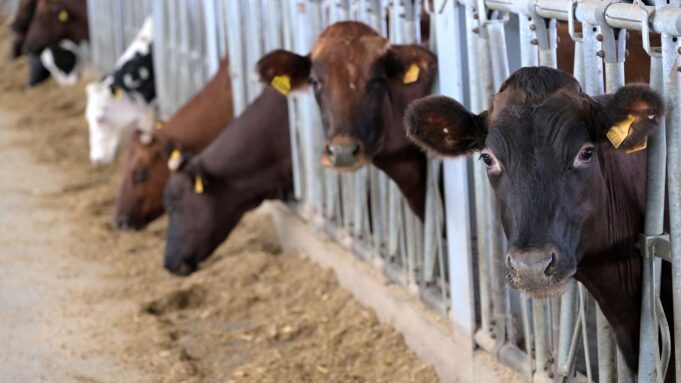 Коровы на ферме - РИА Новости, 1920, 18.03.2026