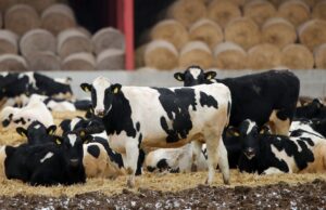 Коровы - РИА Новости, 1920, 19.03.2026