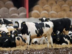 Кабмин выделил 200 млн руб пострадавшим от пастереллеза в Новосибирской области Коровы - РИА Новости, 1920, 18.03.2026