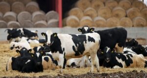 Коровы - РИА Новости, 1920, 23.03.2026