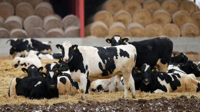 Коровы - РИА Новости, 1920, 24.03.2026