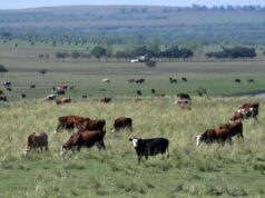 Коровы пасутся в степи - РИА Новости, 1920, 23.03.2026