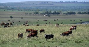 Коровы пасутся в степи - РИА Новости, 1920, 23.03.2026