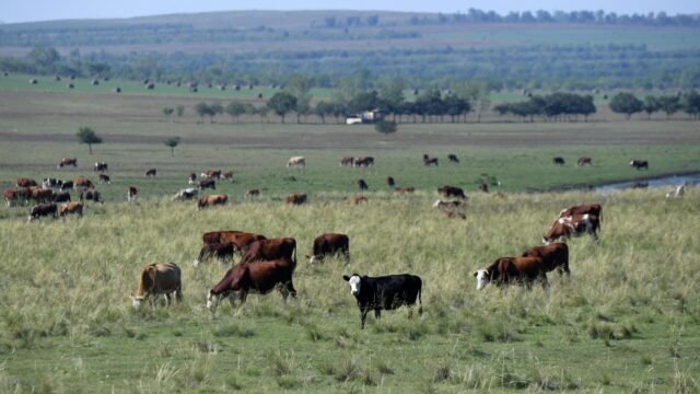 Коровы пасутся в степи - РИА Новости, 1920, 23.03.2026